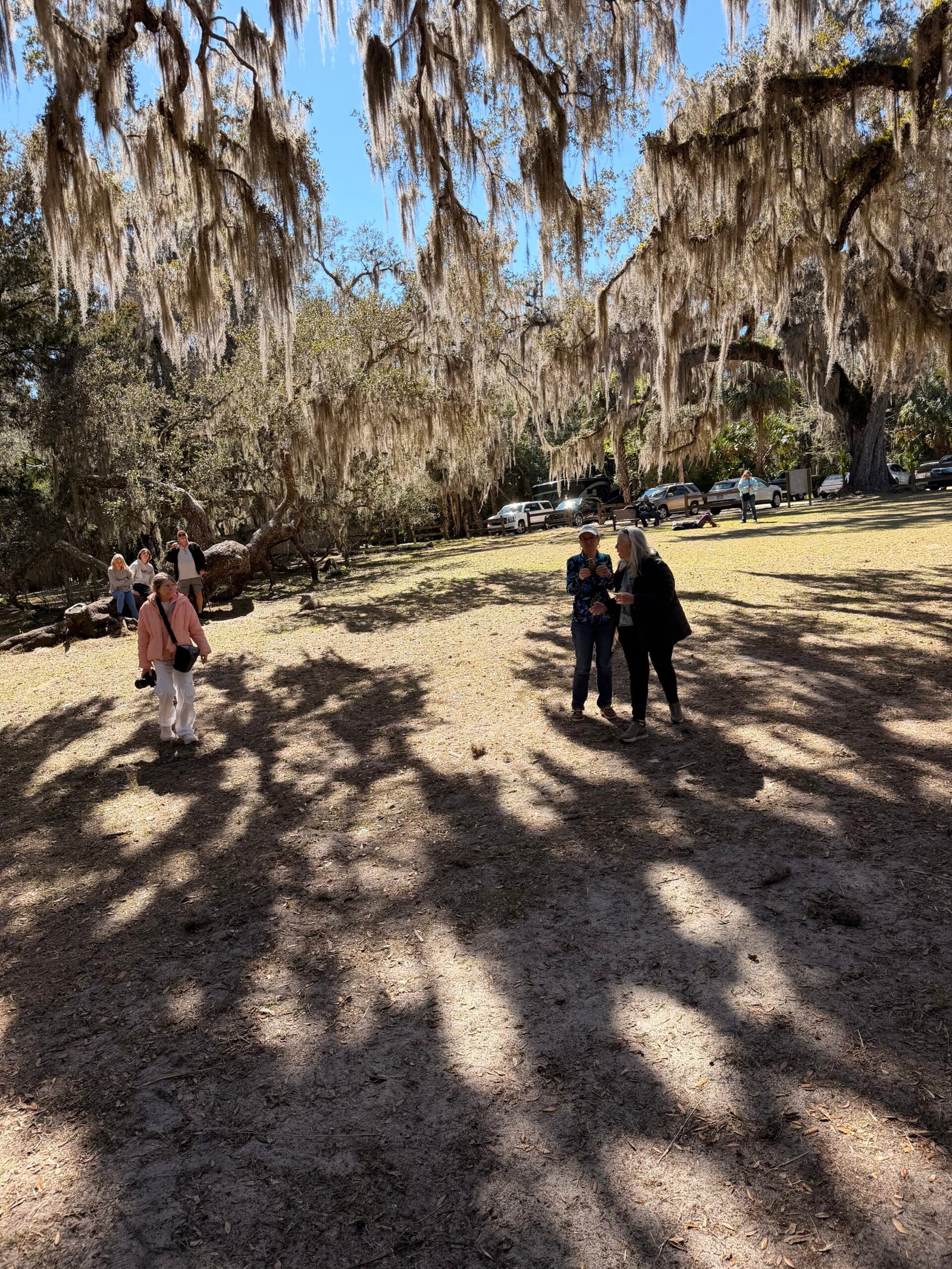 Ground-level view under the Fairchild Oak canopy, Spanish moss hanging dramatically, long tree shadows across the ground