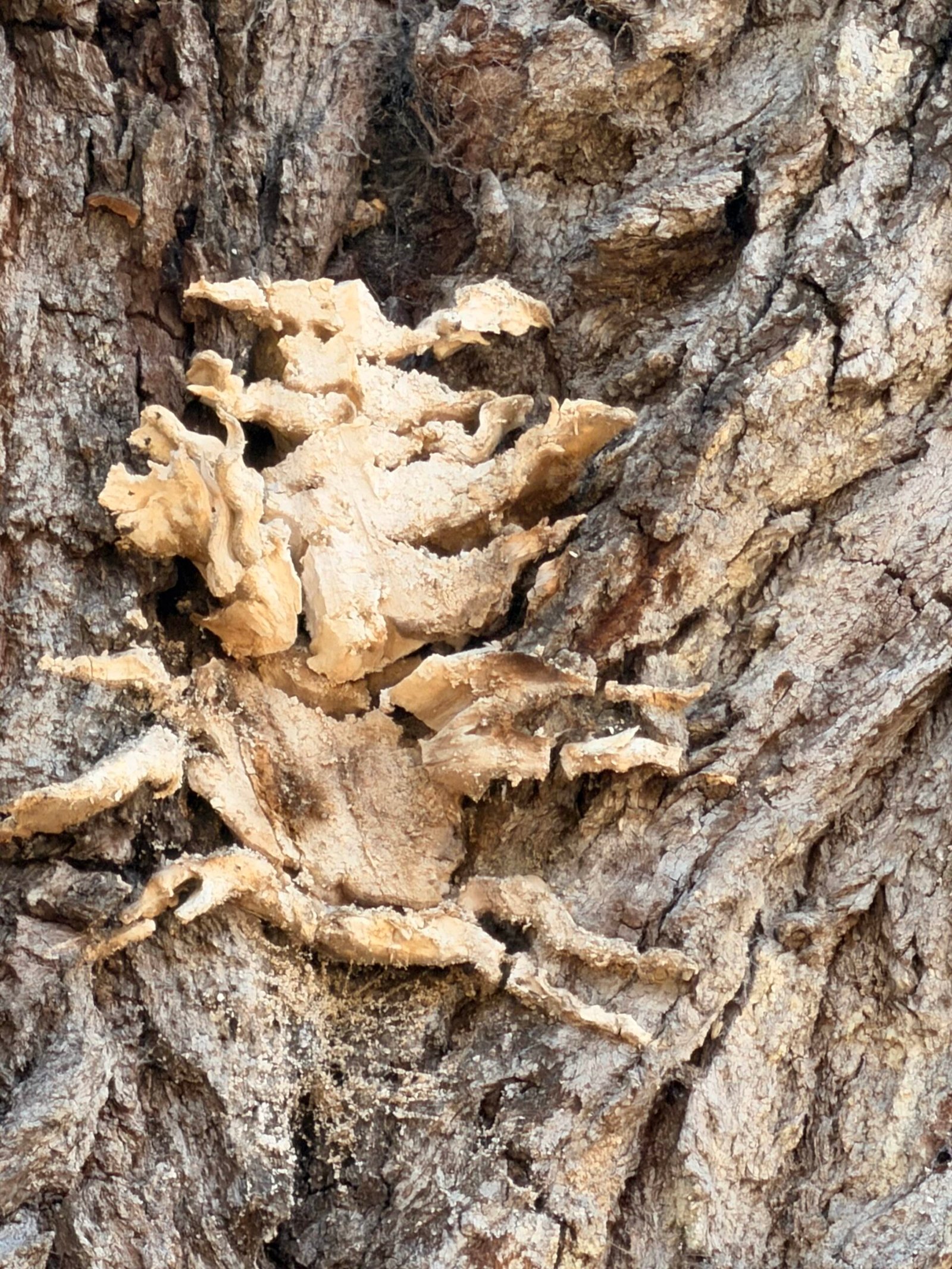 Close-up of a dried fungal growth on the ancient bark of the Fairchild Oak
