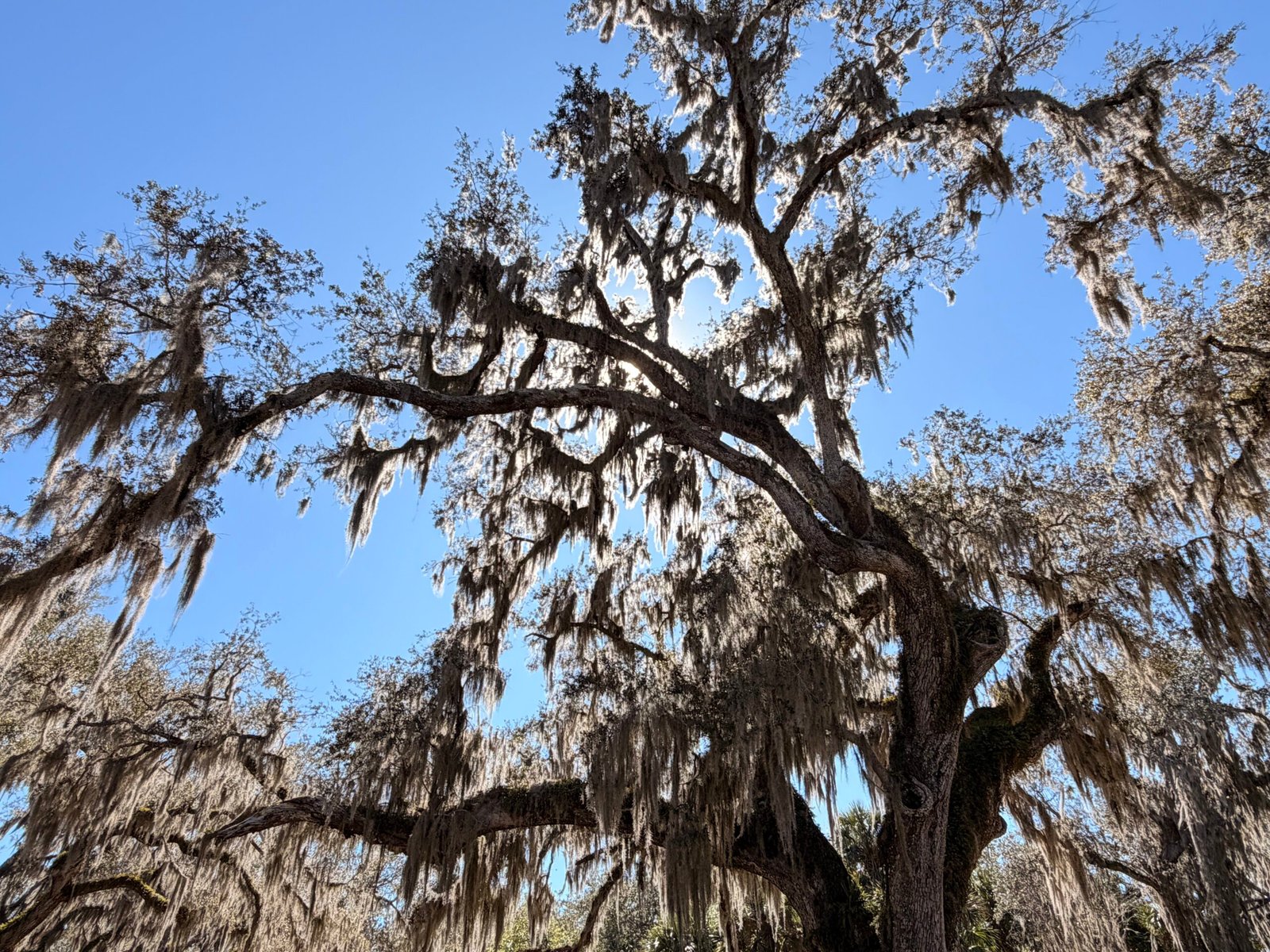 Fairchild Oak branches and Spanish moss photographed looking upward, bright daytime exposure