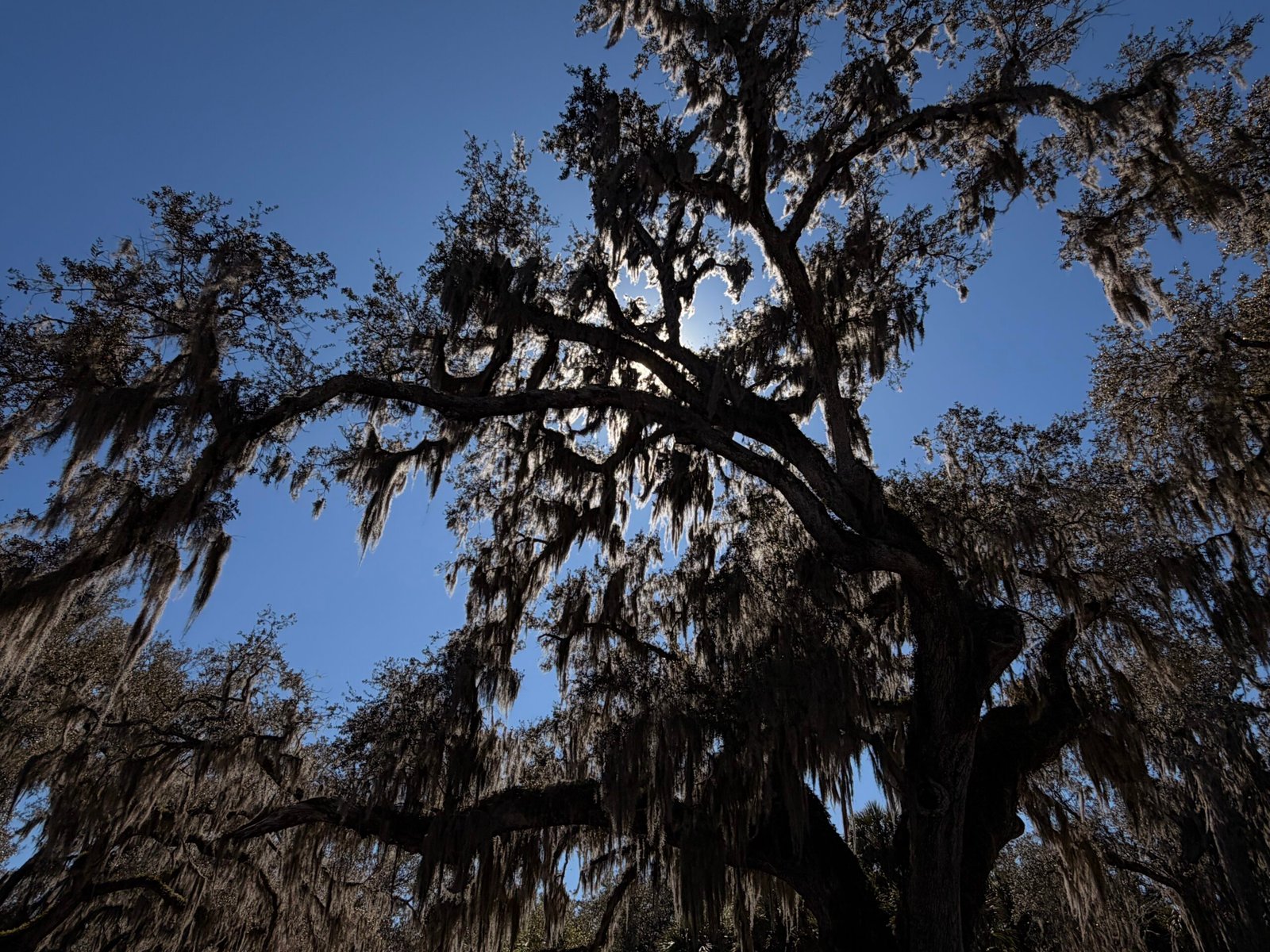 Fairchild Oak branches silhouetted against deep blue sky — dramatic, moody exposure