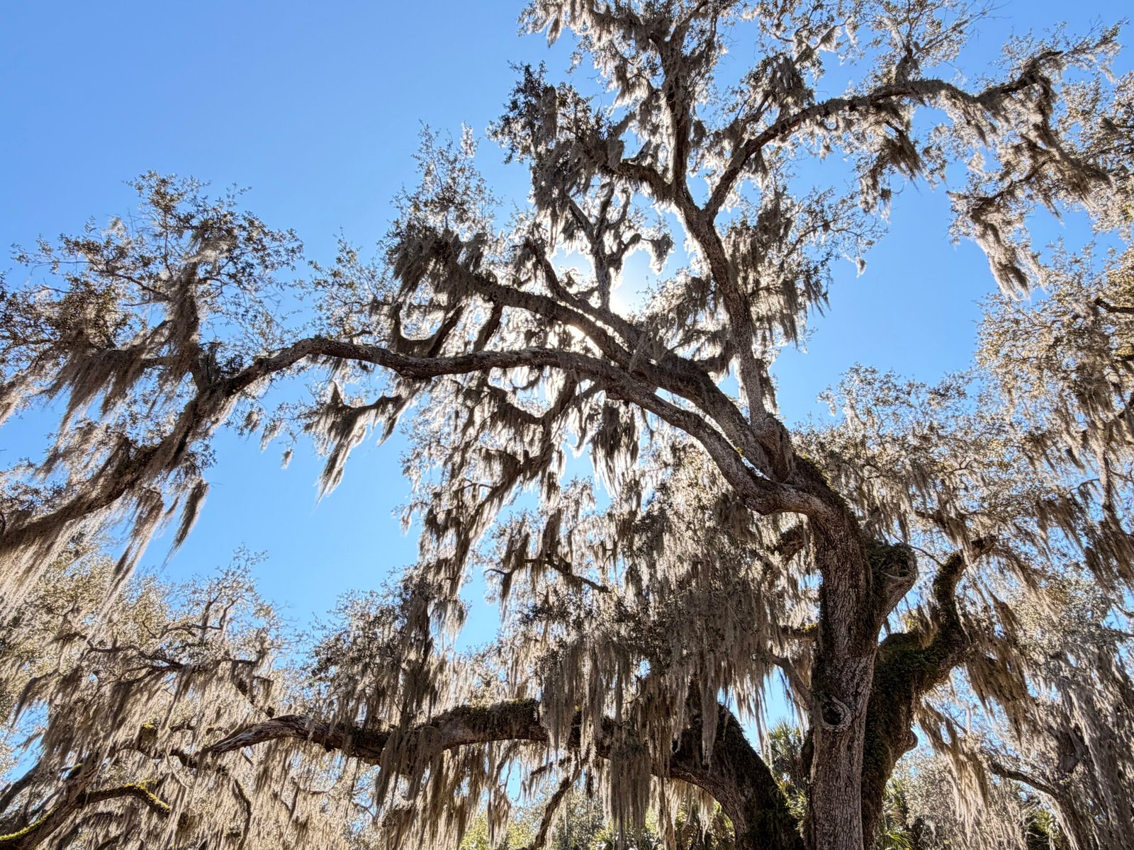 Looking up through the Fairchild Oak