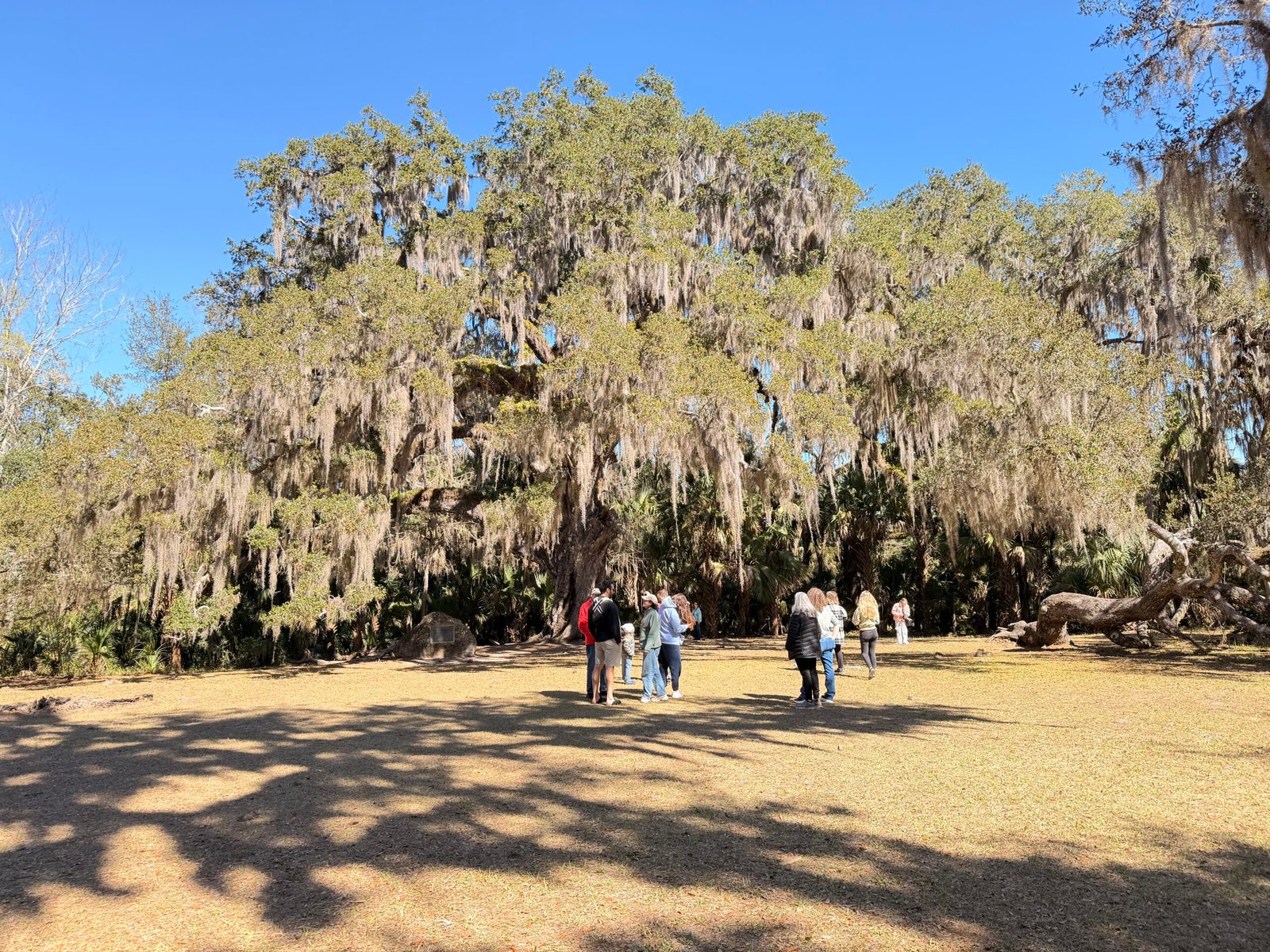 The Fairchild Oak from a distance, with visitors gathered beneath its sprawling canopy, Bulow Creek State Park