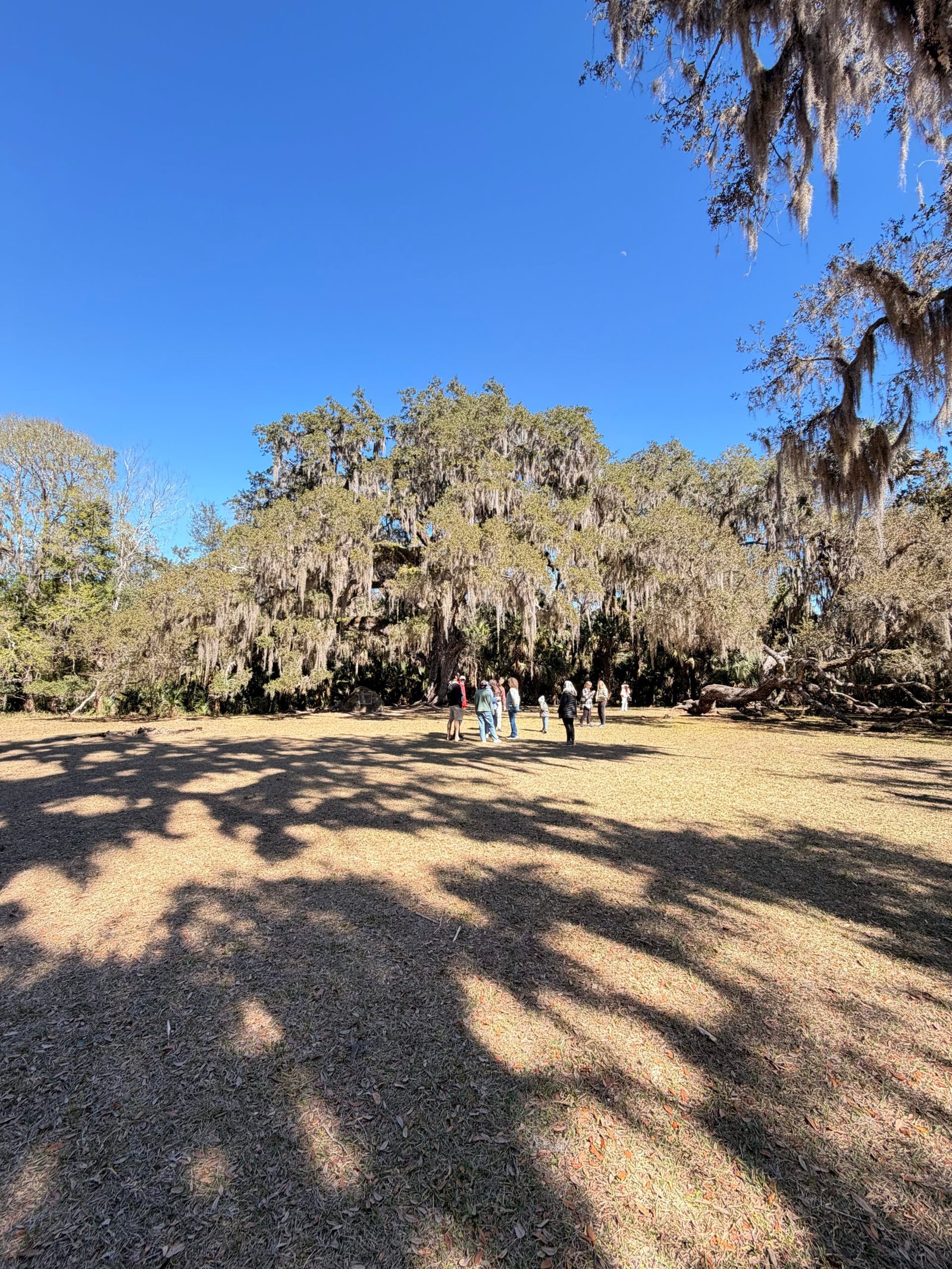 Wide establishing shot of the Fairchild Oak with long tree shadows in the foreground